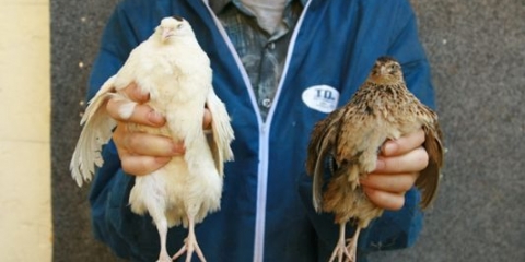 Mandžurijska pasmina prepelica: fotografija i opis